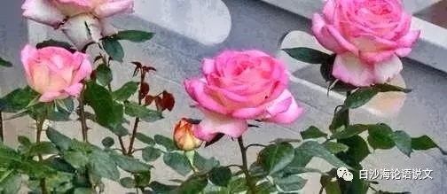 校园星河41：1994年的叶芳4.jpg