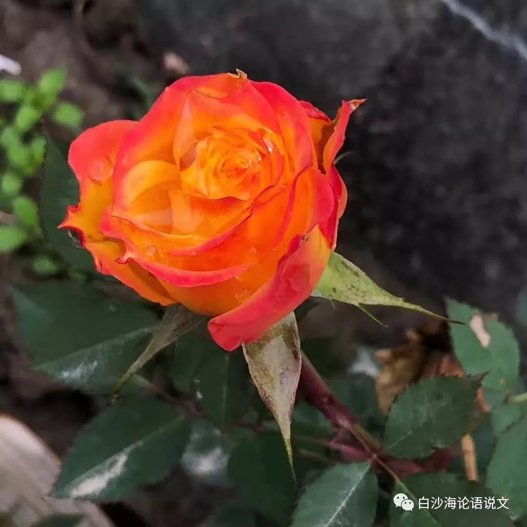 校园星河44：金大侠的小师妹王尔凝.jpg