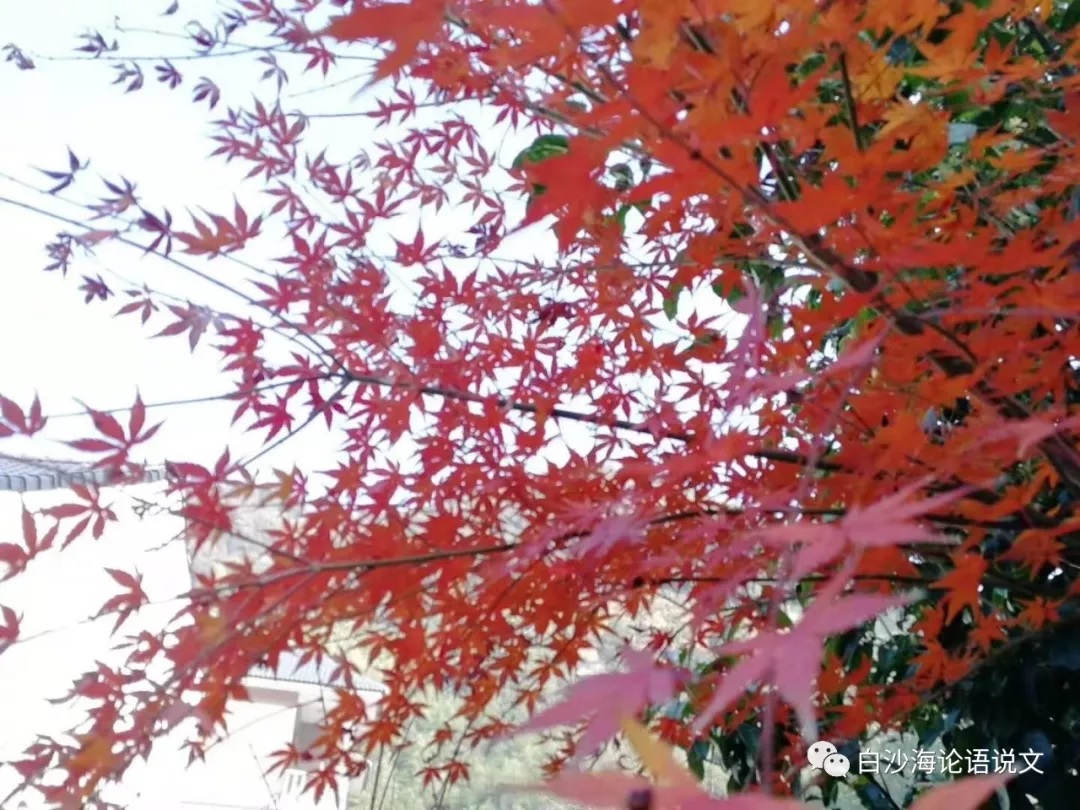 校园星河46：玉芳.jpg