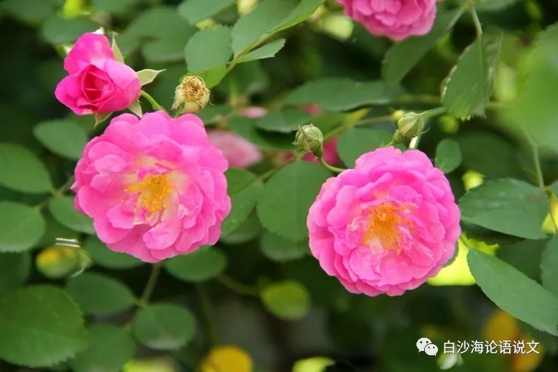 校园星河46：玉芳2.jpg
