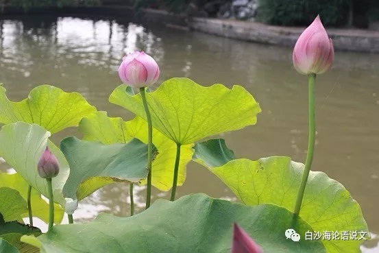 校园星河54：青怡2.jpg