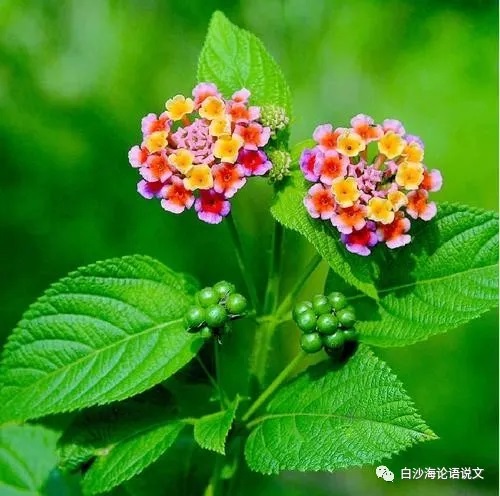 助背导练32：五下：按以动衬静法读背王维五绝《鸟鸣涧》4.jpg