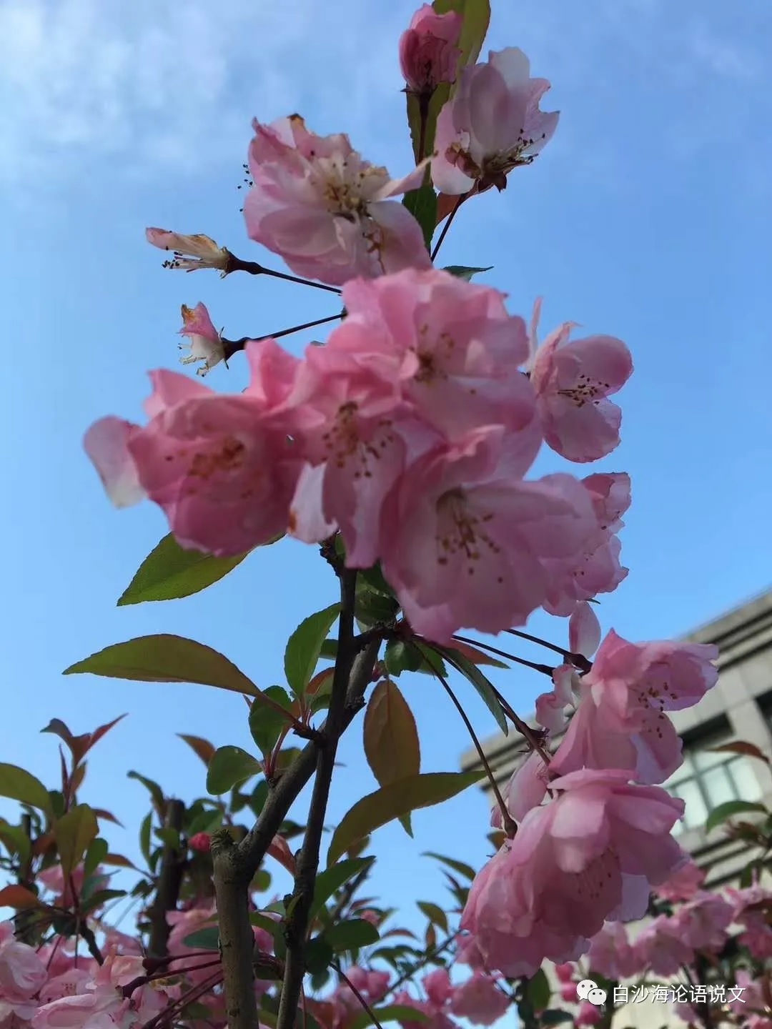 语文答疑录7：我们需要的语文课的激情有木有？.jpg