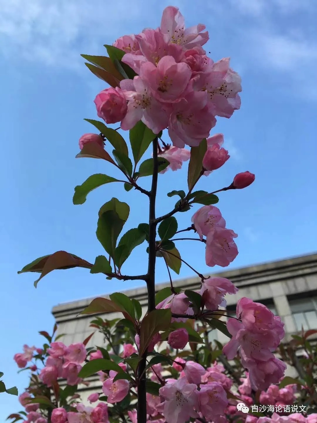 校园星河63：红杰说：“我这个人就是这样，总觉得希望就在前头，所以总想拼命地往前奔.jpg