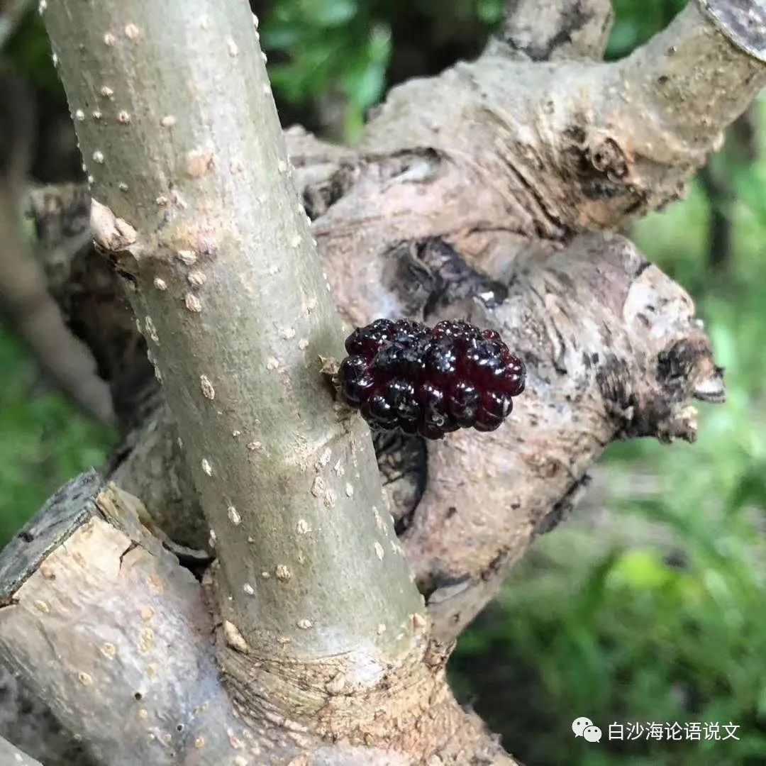 校园星河71：两位优秀大中学生的十年2.jpg