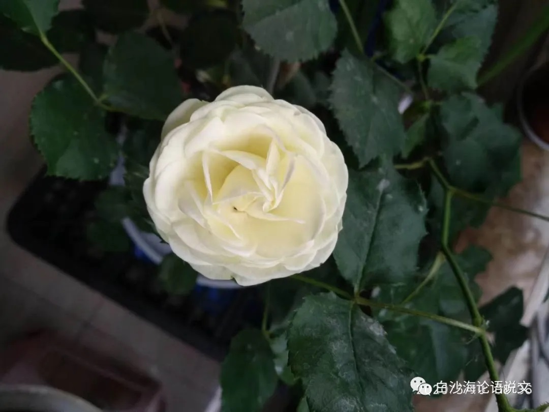 思维魔方（主题思辨）1：李白感到的月亮之美和我不一样还是差不多2.jpg