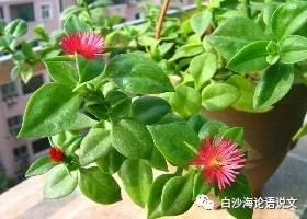 校园星河76：1981年的小芳3.jpg