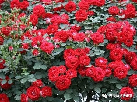 1590996844786720.jpg